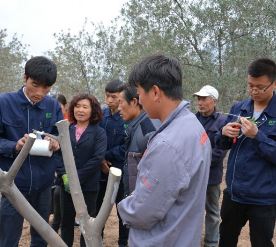公司從產(chǎn)業(yè)鏈起始端著手，引進(jìn)良種優(yōu)苗，繁育基地苗圃，優(yōu)化樹(shù)種，以?xún)?yōu)質(zhì)的橄欖樹(shù)苗為生產(chǎn)特級(jí)初榨橄欖油提供基礎(chǔ)保障。在以自建萬(wàn)畝國(guó)家標(biāo)準(zhǔn)化油橄欖..