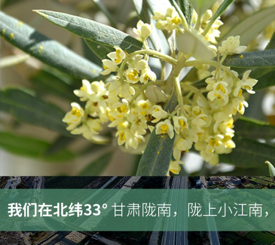 武都的氣候、土壤等與地中海沿岸極其相似，同處于世界頂級(jí)油橄欖黃金生產(chǎn)帶（32°58--33°36）年平均氣溫為14.7°，年日照時(shí)數(shù)1911..
